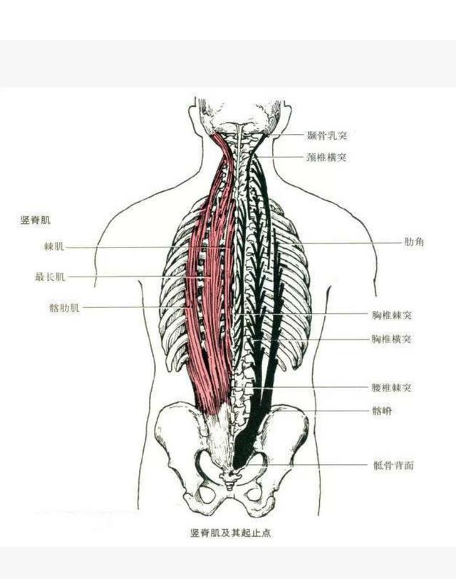 竖脊肌部位:脊柱两侧,由棘肌,最长肌和髂肋肌三部分组成;肌肉起点