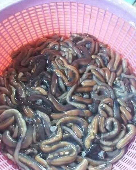 当地人吃下木头里的长蛆虫充饥