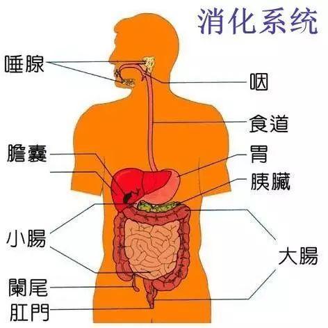 阑尾不但是消化器官 还是重要免疫器官 许多人却为防