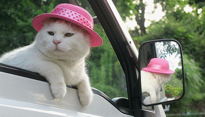 会开车了不起喔?看好了,这些猫咪才配叫"老司机"