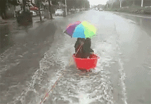 暴雨被大家玩坏了