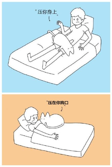 自从养猫之后,想睡个安稳觉是不可能的了