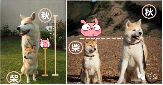 柴犬的毛发短短的,而且很贴服;而秋田会更为蓬松,更长一些.