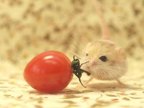 日本很火的宠物鼠--侏儒跳鼠