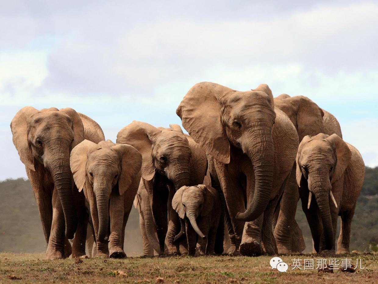 偷猎者的贪婪和无知改变了这群非洲象的基因库.