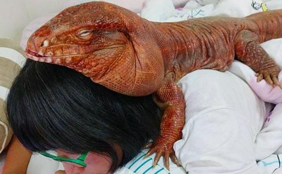 蜥蜴与主人同吃同睡 被称为爬虫界的外交官
