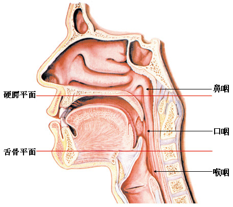腺样体所在区域示意图