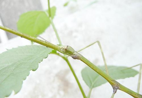 揭秘真实的竹节虫没有天敌的他们到底有多可怕