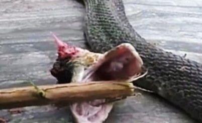 可怕砍掉的蛇头一跃而起稳稳他的左手食指顿时鲜血直流