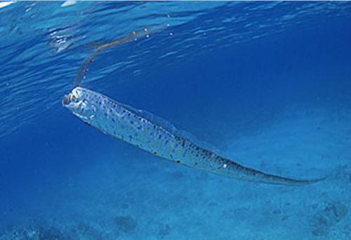 连许多科学家们都认为,皇带鱼这种深海生物可能与许多海蛇怪物传说有
