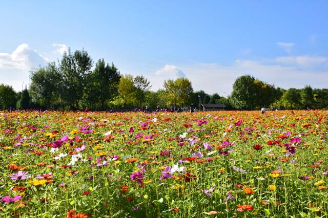 花海 就在 奥林匹克森林公园 北园 花田野趣景区 它是北京城区目前最