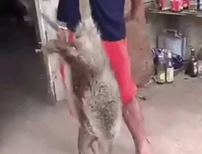 小伙抓到一只特大老鼠,足有27斤,这是要成精了吗