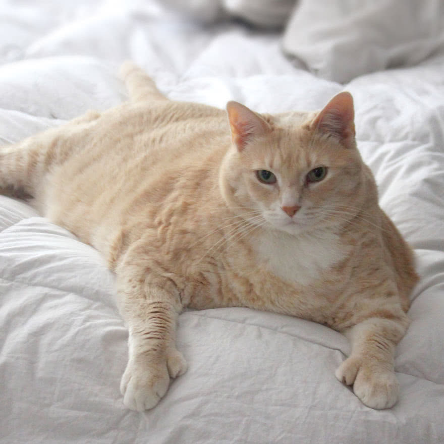 这只大肥猫重达30斤,胖成肉团,如今被铲屎官逼着减肥