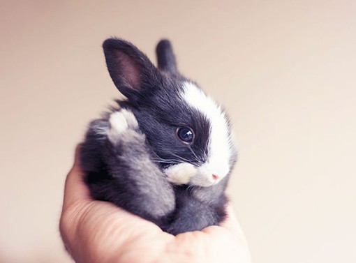 唯美浪漫的新生小兔子动物摄影作品欣赏