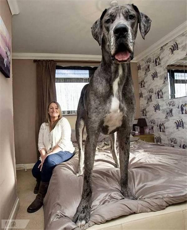 盘点世界上最大的狗,让你大开眼界