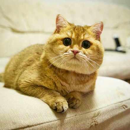 一只脸大的猫咪,这下你们又有表情包了!