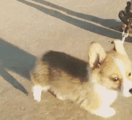 一招抛媚眼,就能征服天下的小柯基!