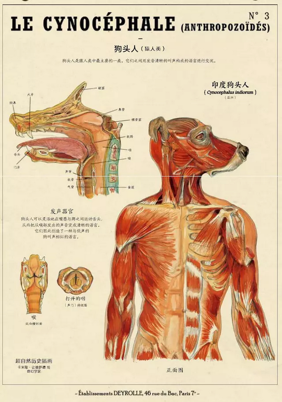 四,狗头人