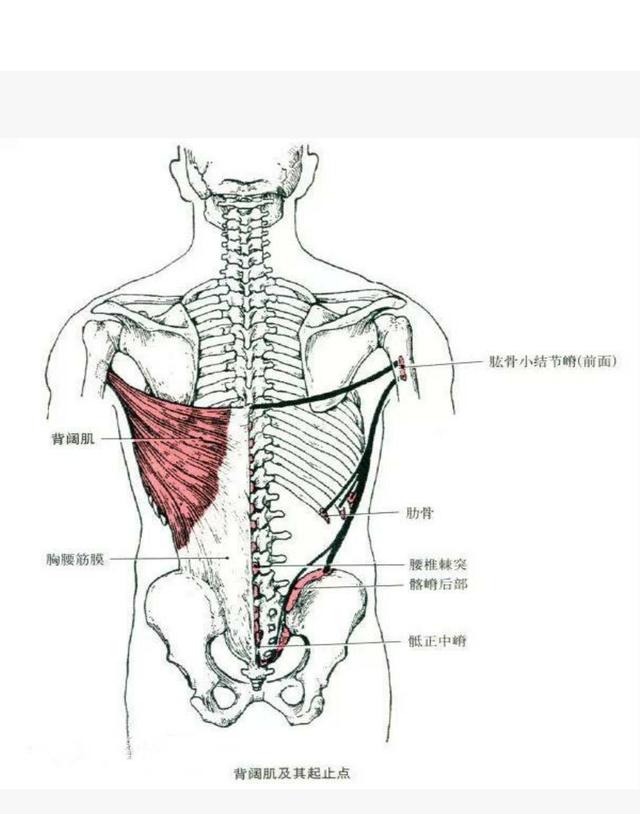 和胸部后外侧皮下; 肌肉起点:第7～12胸椎及全部腰椎棘突,骶正中嵴