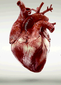 心脏本身的供血有两个显著的特点:①心脏的重量虽不足全身体重的1%,但