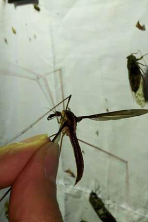 世界上最大的蚊子!展开翅膀后宽11cm,是普通蚊子的10倍