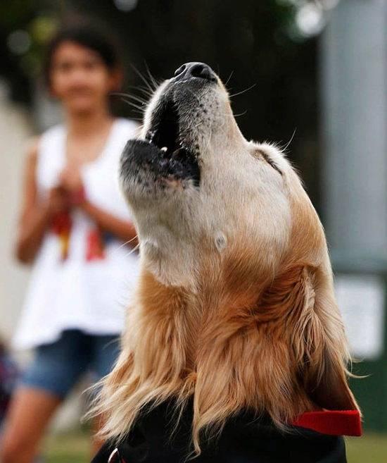 查理是吉尼斯世界纪录中犬吠声音最大的狗,吠叫声最高达113.1分贝.