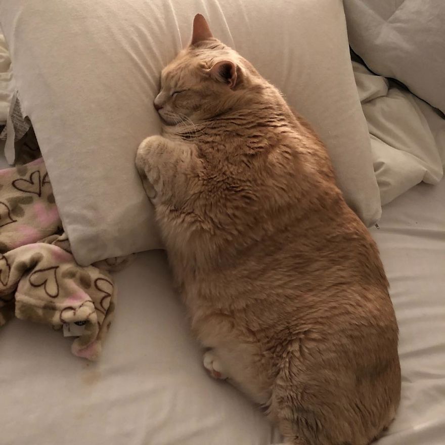这只大肥猫重达30斤,胖成肉团,如今被铲屎官逼着减肥