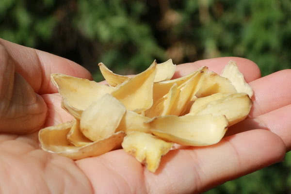 口干舌燥、咽喉疼痛?或许是肺火过旺在作怪,多