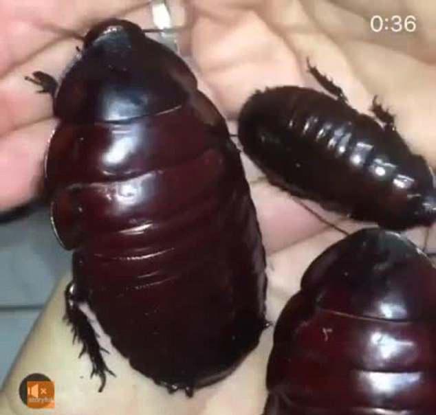 奇葩男子把巨型蟑螂当宠物喂养,体长8cm,体重06斤