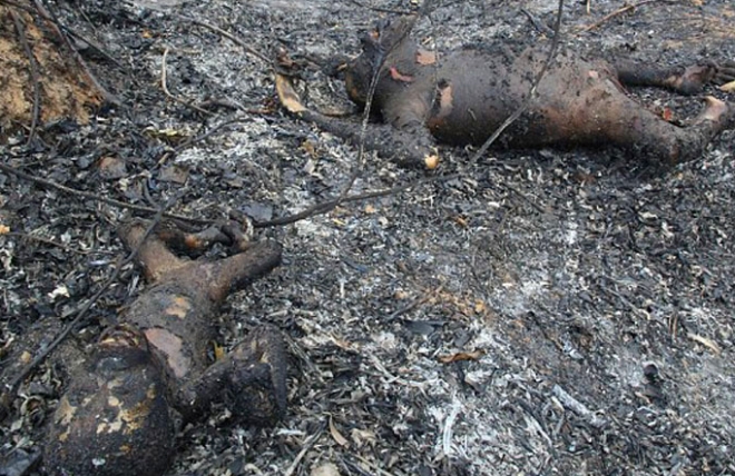 树林里出现诡异的"焦尸",围观居民知晓后怒骂不止