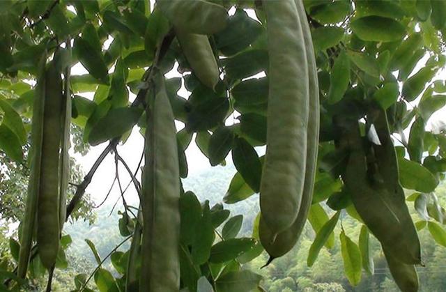 古代没有洗洁精,怎么洗碗?