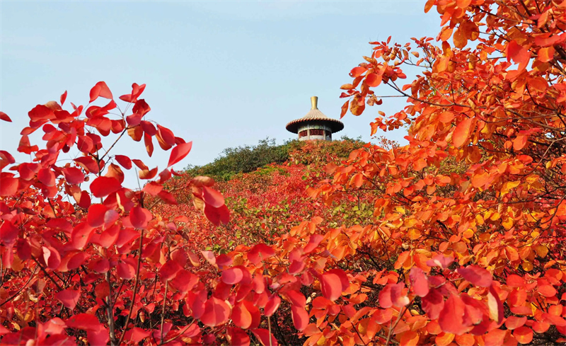 2022全國紅葉地圖出爐,想賞紅葉的人看過來!