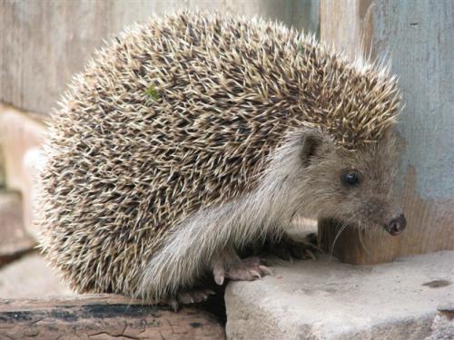 英国小镇惊现巨型刺猬身体如一个膨胀的气球