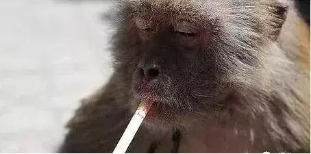 猴子有个人样,抽烟帅呆了.