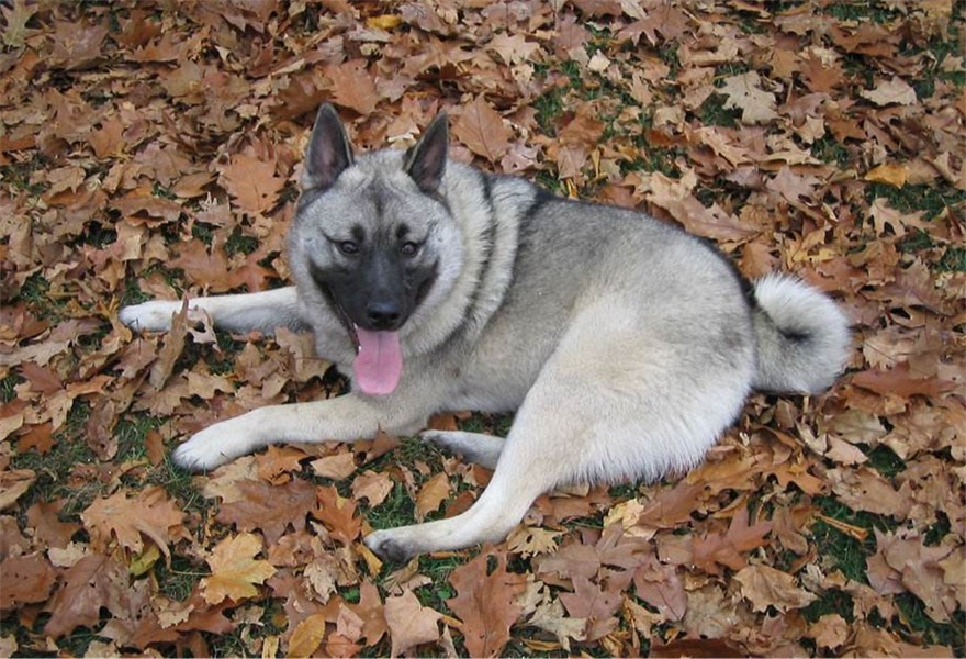 威风凛凛的挪威猎麋犬,智商超高,还能狩猎熊