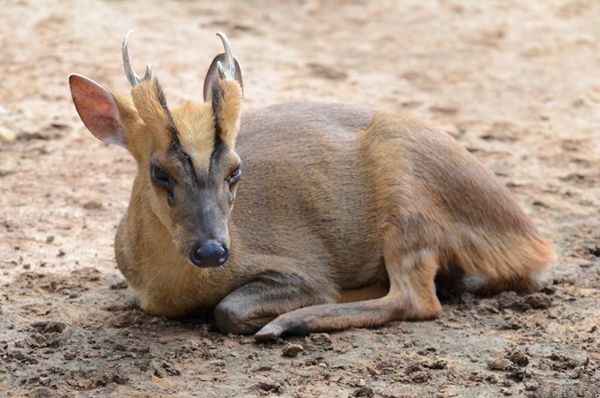 鹿科动物基本都会长角 但它们的角都各不相同