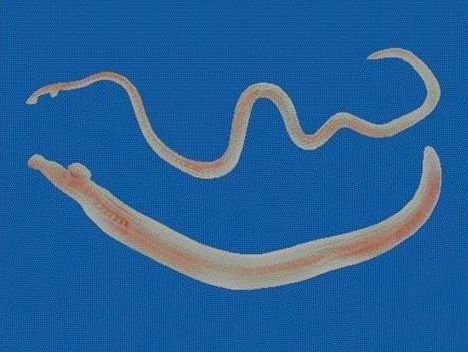 肝吸虫,肺吸虫,绦虫,弓形虫,姜片虫,都是现在比较常见的寄生虫.