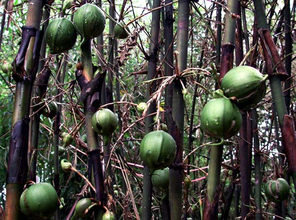 竹子开花不稀奇,那竹子结浆果呢?