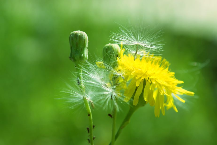 蒲公英泡水,一次放多少才合适?