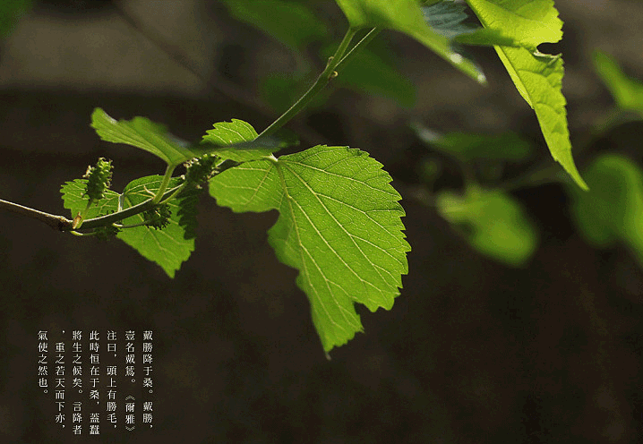 春诗十六首:最古的诗,四个字就把春天写绝了