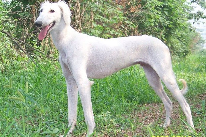 《封神演义》形容哮天犬为"短毛白色细腰之犬"