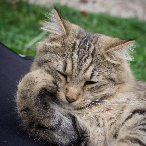 帅不过三秒的猫,都是神经质喵