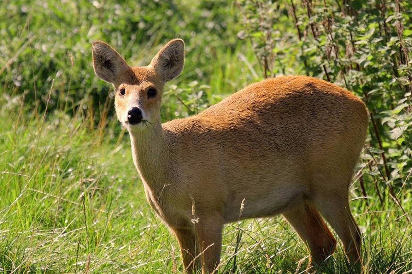 约有60万头,仅为50年代的五分之一,其中林麝最多,以下依次为原麝,马麝