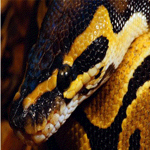 300_300gif 动态图 动图