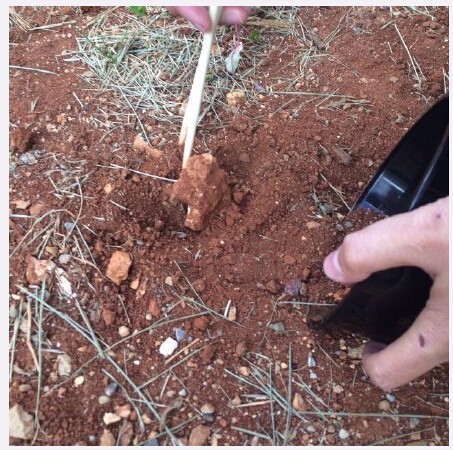 吃土月入百万女子直播30年吃1吨土