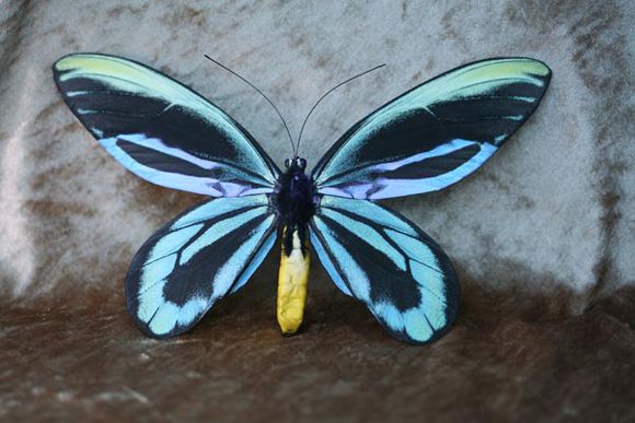 queen alexandras birdwing is the largest butterfly that we have