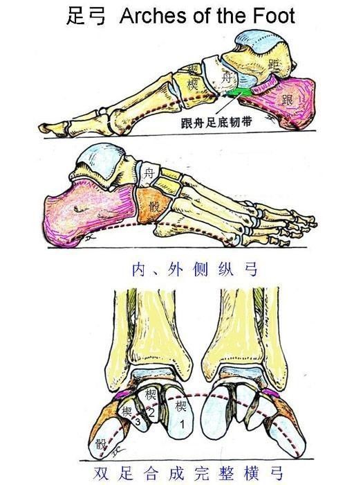 膝蓋疼居然是因為腳出了問題