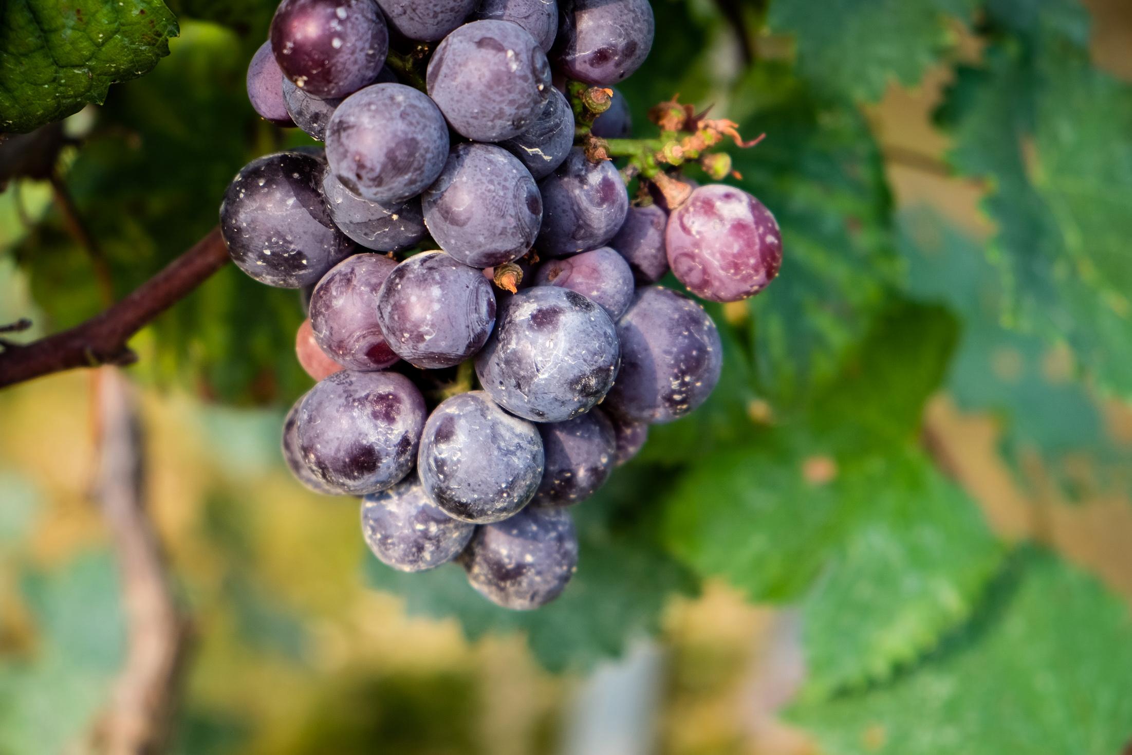 葡萄的正确洗法,连皮都可以一起吃!