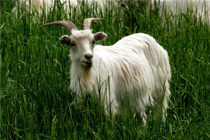 让你扶下巴的冷知识,羊其实不是羊科动物