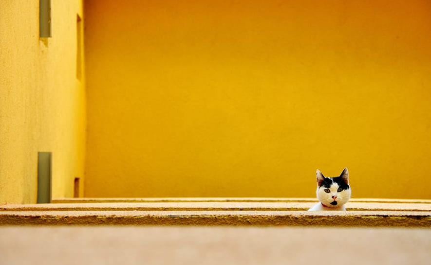 你有哪些和喵星人值得一说的故事?